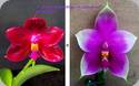 Phal. Chienlung Red King x Samera Red